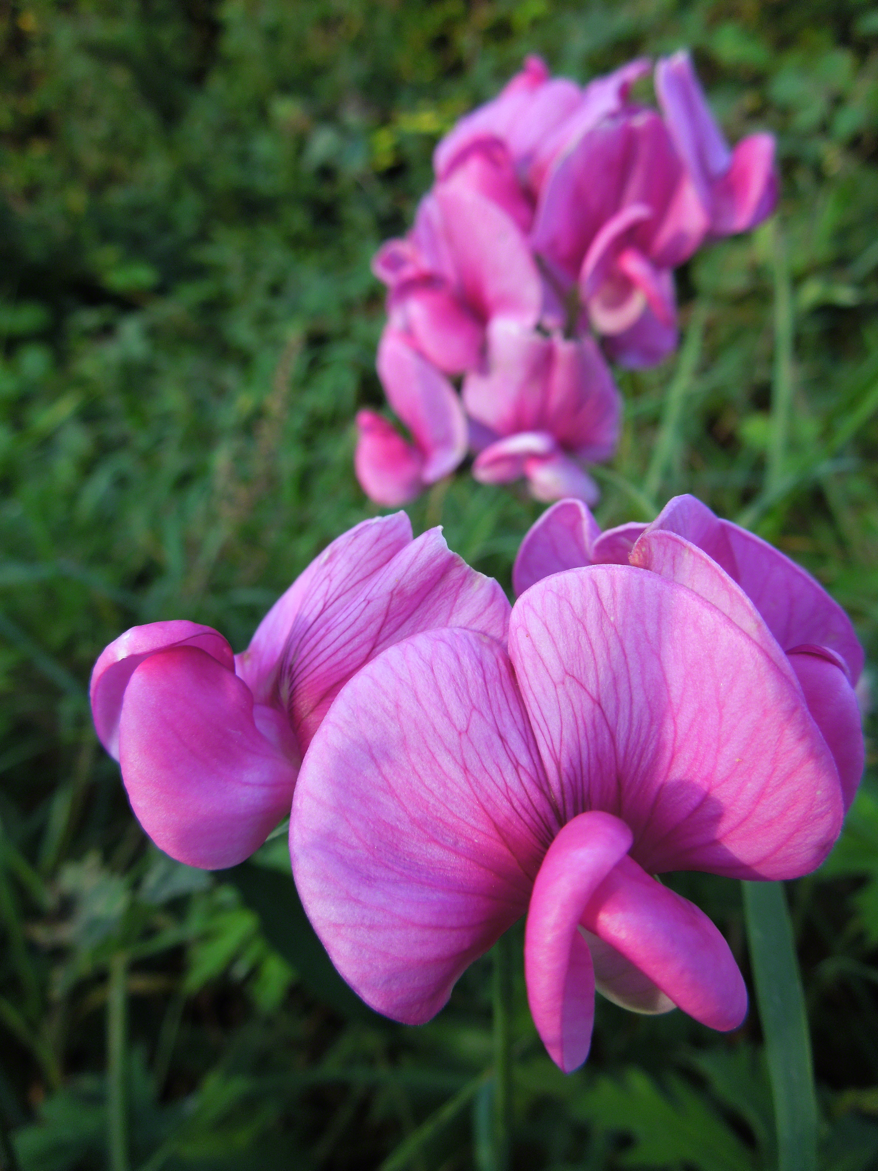 Nikon s8200 sample image