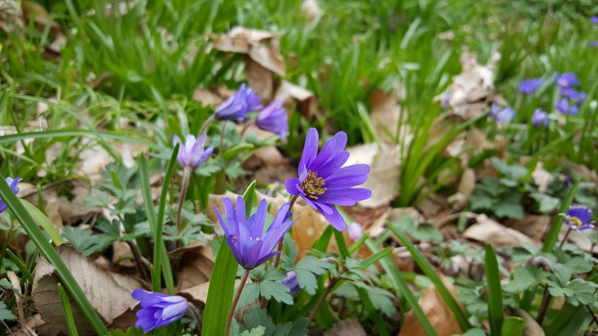 This flower is tiny, and yet the autofocus got it instantly