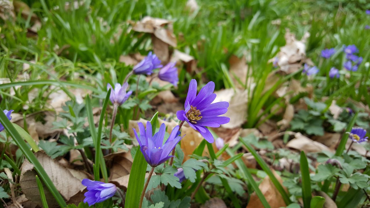 This flower is tiny, and yet the autofocus got it instantly