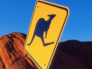 Kangaroo - risky