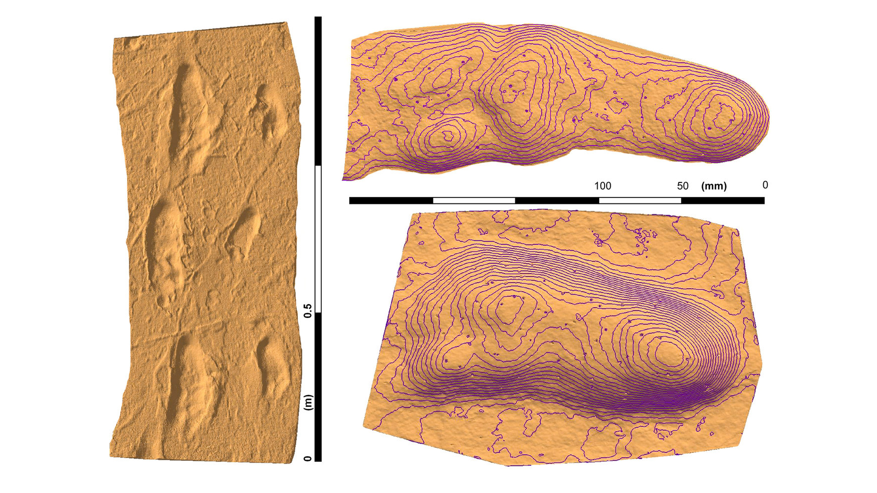 World&#039;s oldest human footprints given crime scene analysis