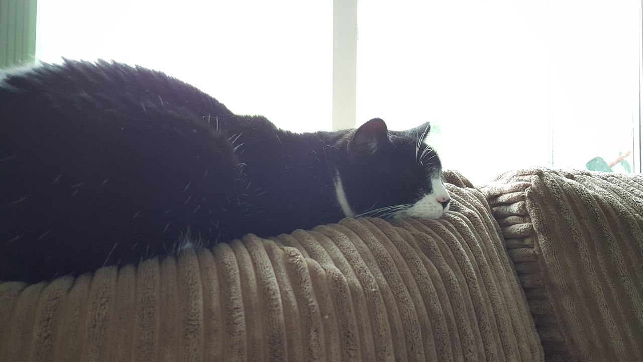 Exposure can be locked by long pressing. Here it's on Daisy...