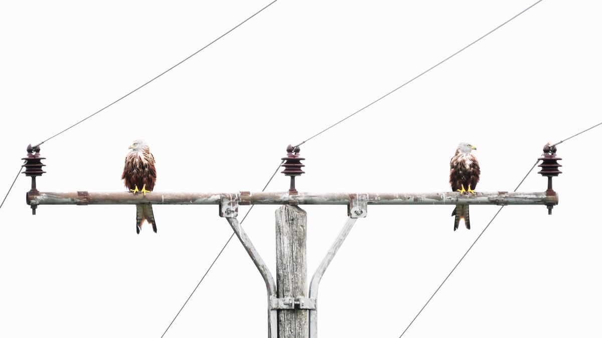 Stunning symmetrical kites image wins Nature Photographer of the Year