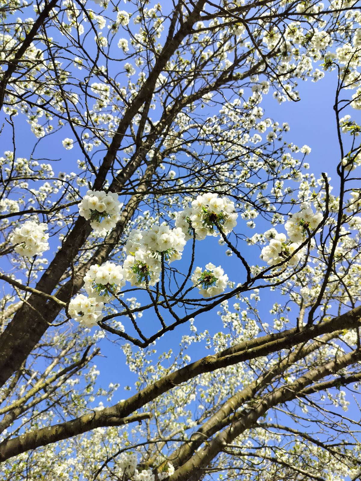 A photo captured on the OnePlus Nord CE 3 Lite 5G