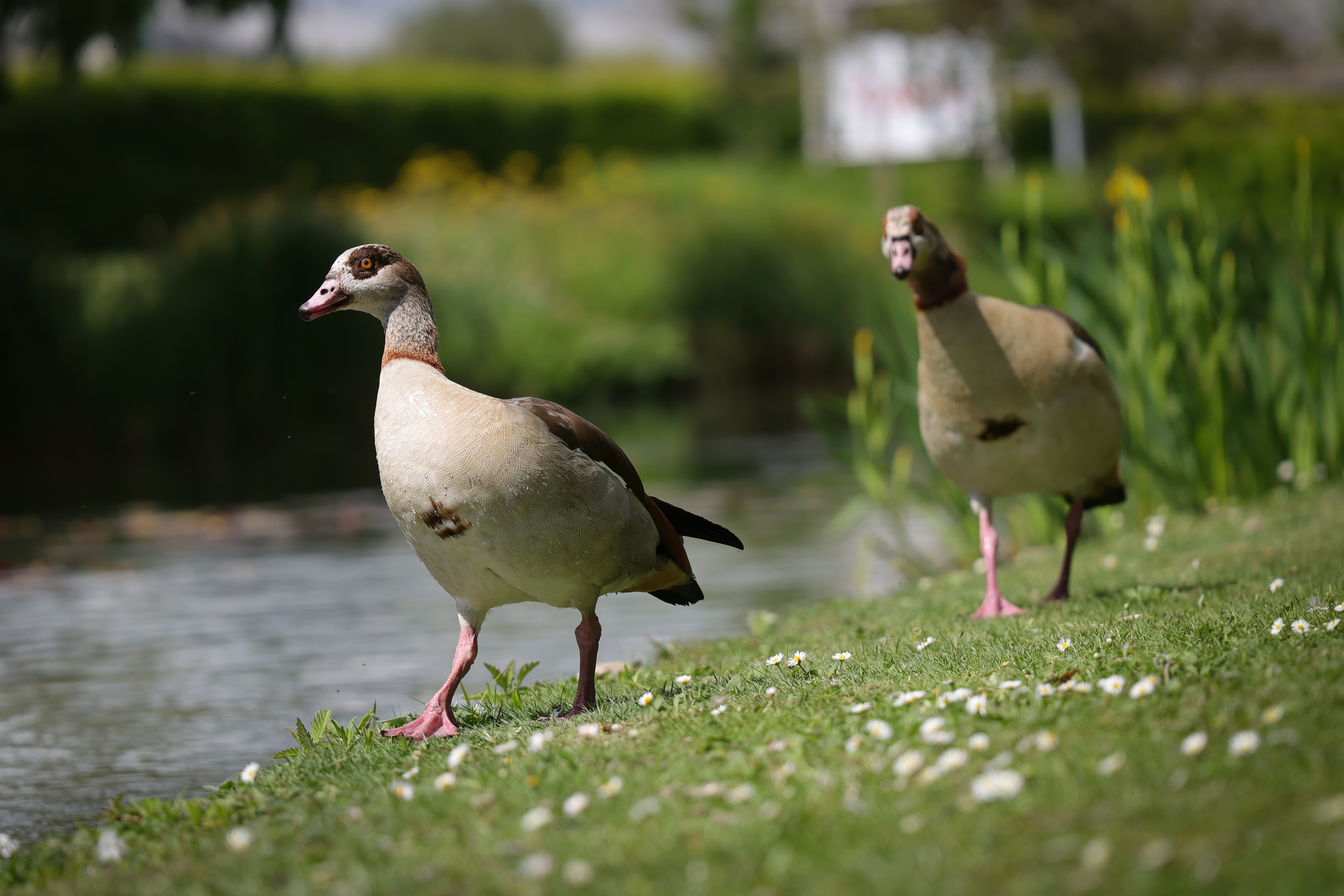 Sample image shot on the Canon EOS R6 V with the Canon RF 24-105mm f/2.8L IS USM Z