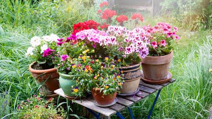 A collection of purple and red flower pots on a wooden table in a backyard with grass