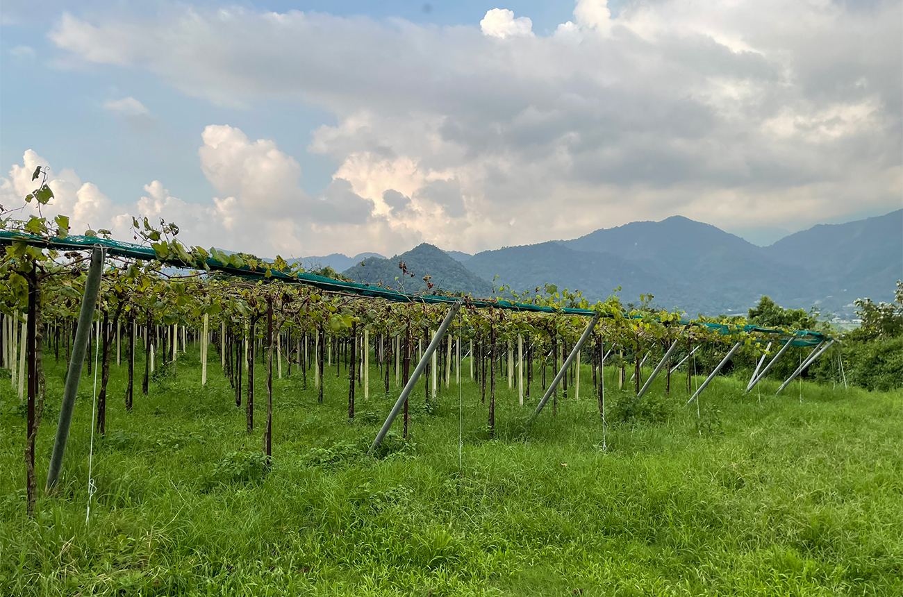 Weightstone Winery's pergola-trained Puli Vineyard. Credit: Leona De Pasquale
