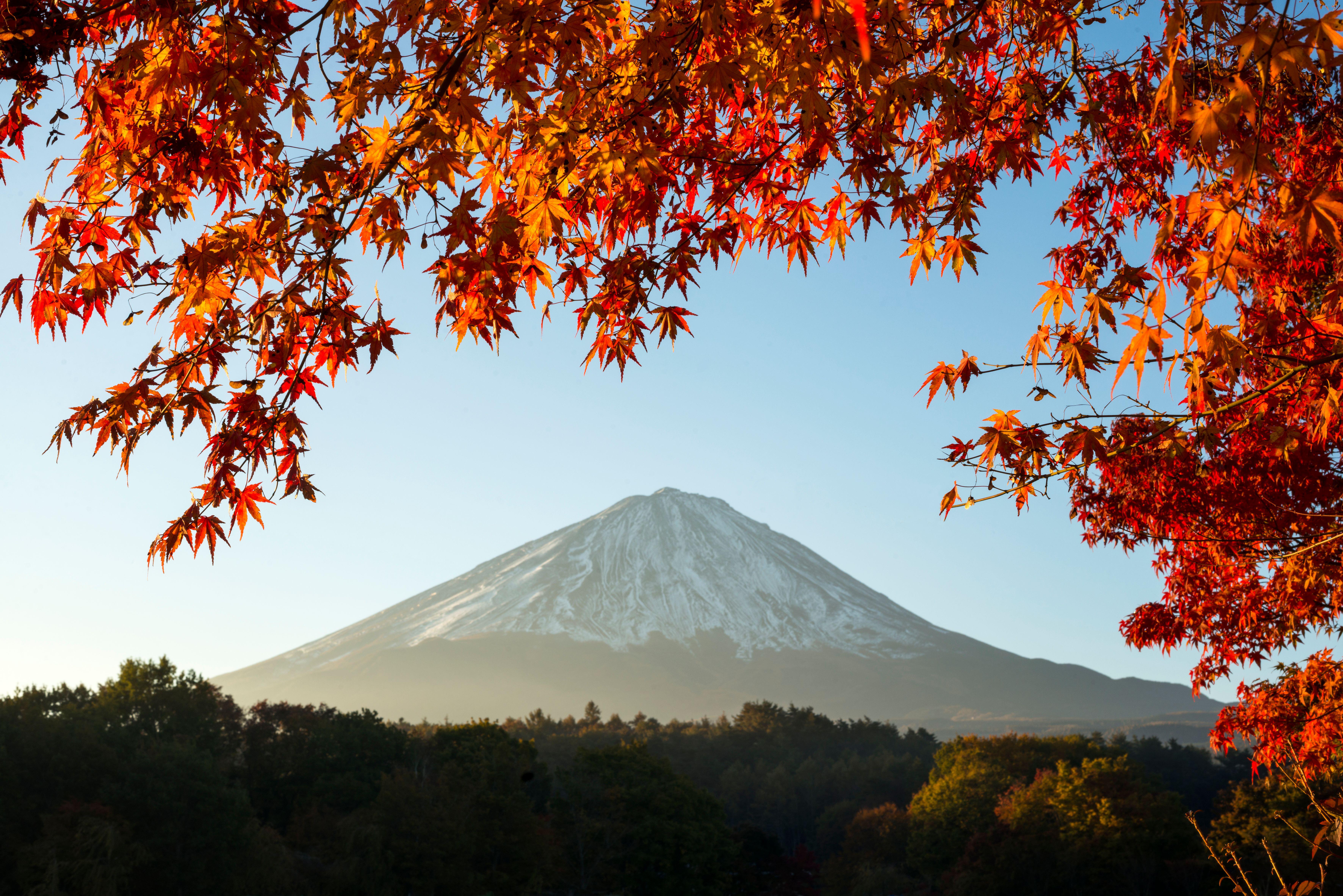 Mt. Fuji with maple leaves in autumn. Fuji Hakone Izu National Park Shizuoka Japan
