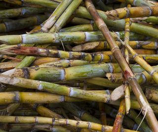 Cut sugar cane in a pile