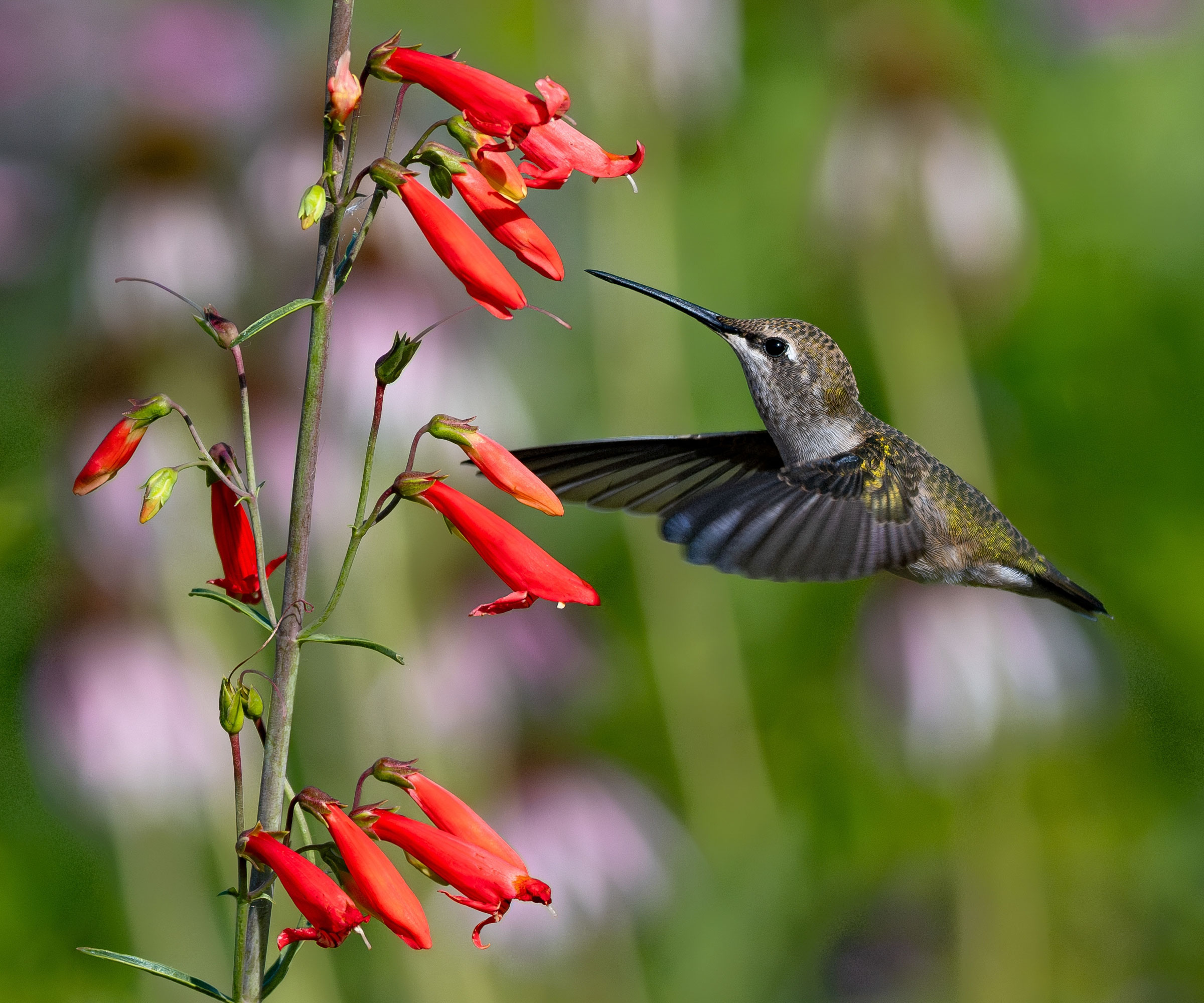 hummingbird visiting penstemon firecracker