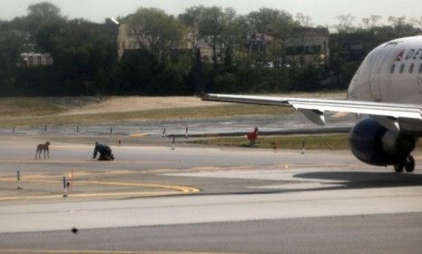 Bad dog! A man attempts to retrieve a puppy that escaped from its cage at LaGuardia Airport in New York.