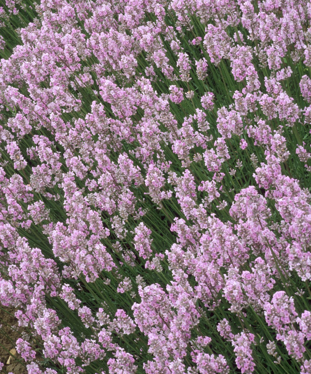 Types of lavender: 15 stunning varieties to grow | Gardeningetc