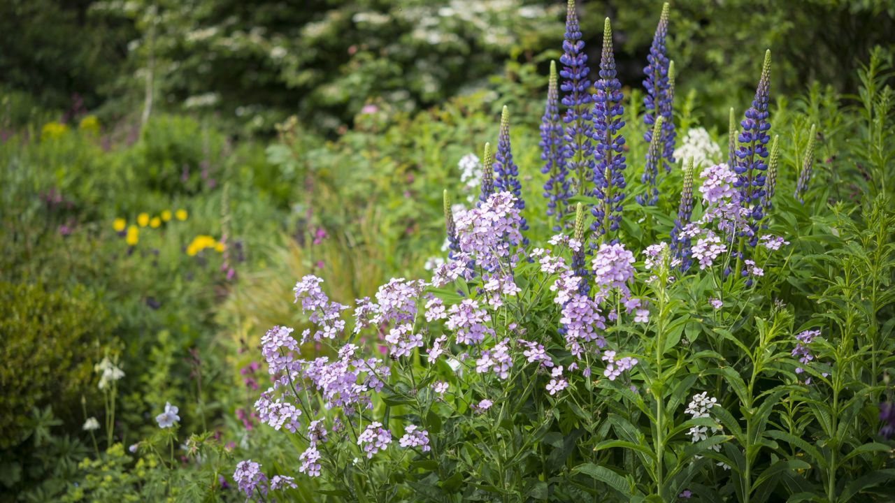 Purple flowers in a garden