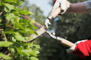 ways to make money cutting hedges