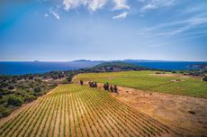 Sulcis , Cantina Giba