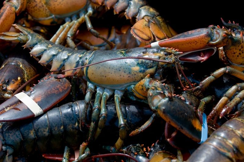 Live lobsters caught in Bar Harbor, Maine.