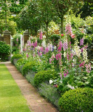 A bright and colorful sunny garden with hollyhocks and narrow paved path