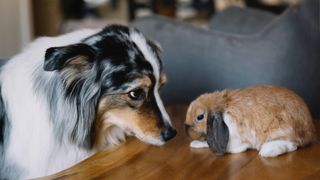 Dog and rabbit