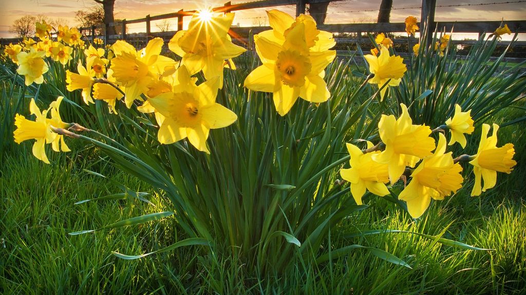 Daffodils in the sun