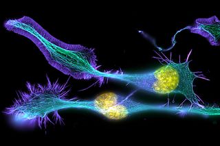Developing nerve cells