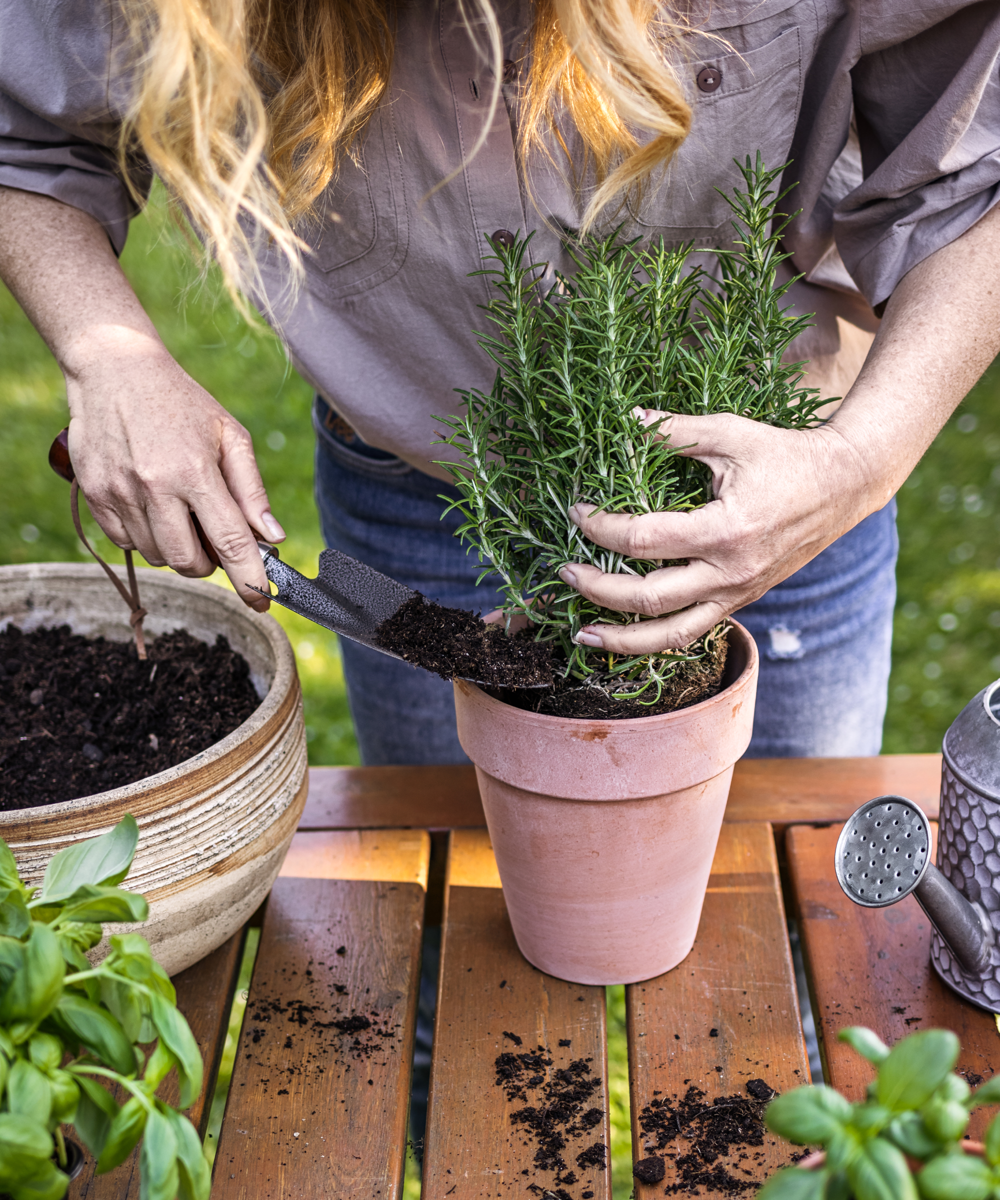 Woman planting rosemary herb into flower pot on table