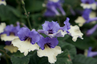 Streptocarpus 'Harlequin Blue' from Thompson &amp; Morgan