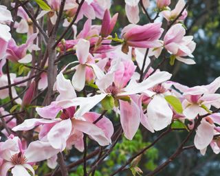 'Daybreak' magnolia in bloom