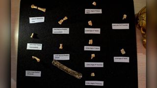 The fossils and teeth of a discovered new human species, the Homo luzonensis.