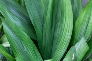 A close-up of a cast iron plant