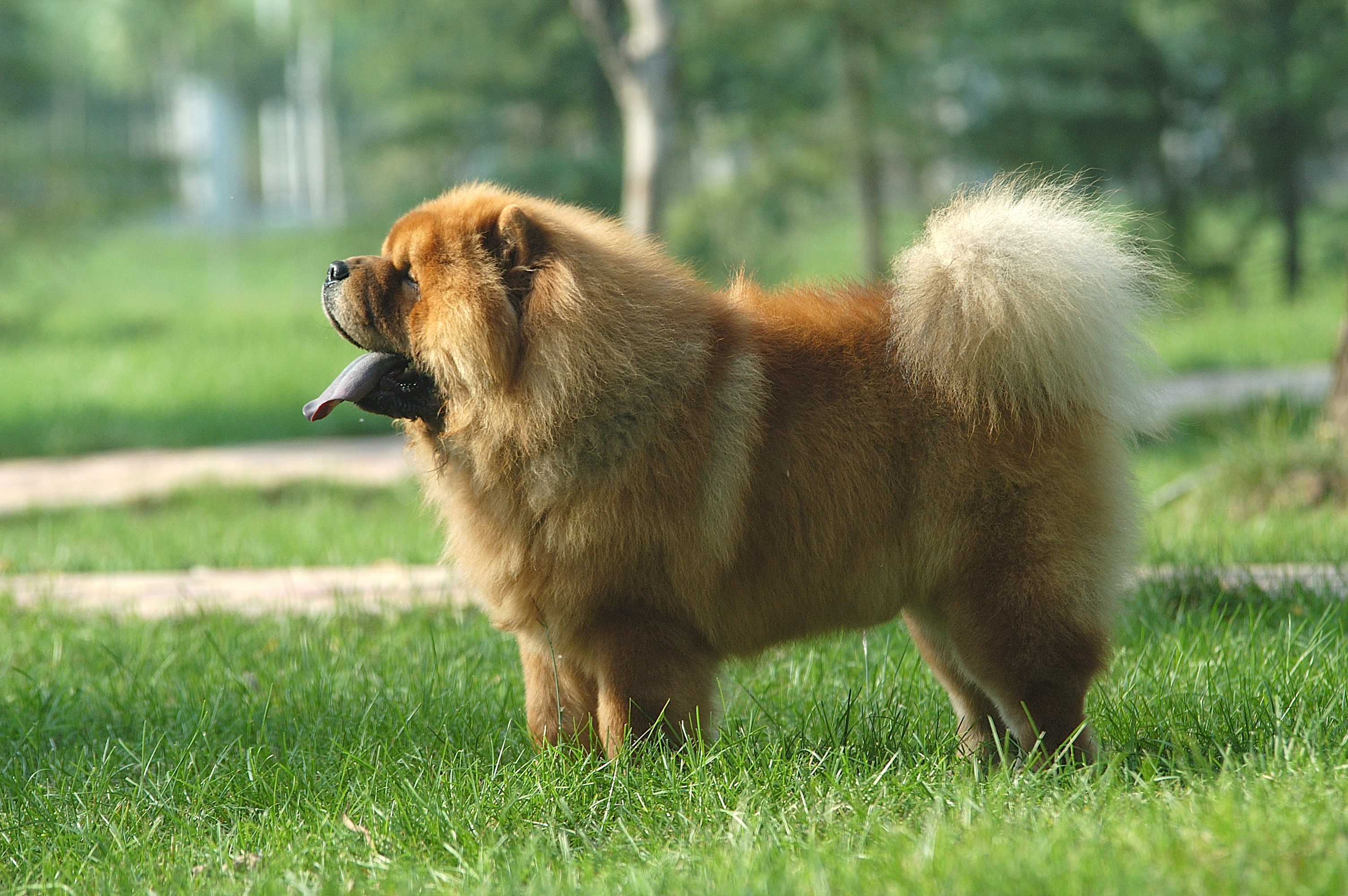 Chow chow standing in a park side on
