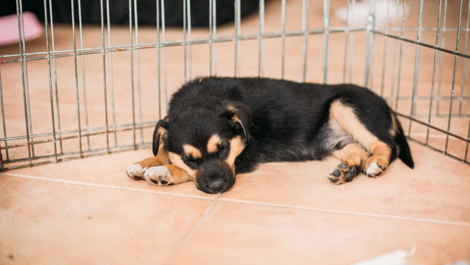 how-to-stop-your-puppy-crying-in-crate-and-help-them-settle-petsradar