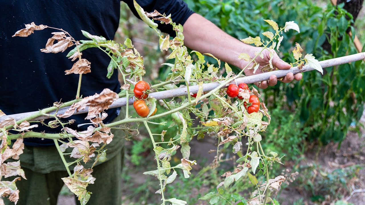 Removing end of season tomato plants