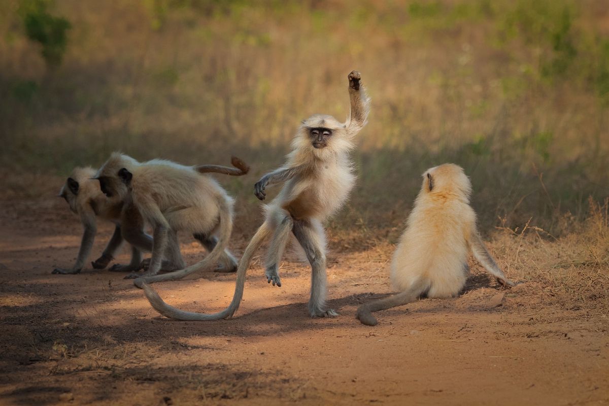 comedy wildlife photography