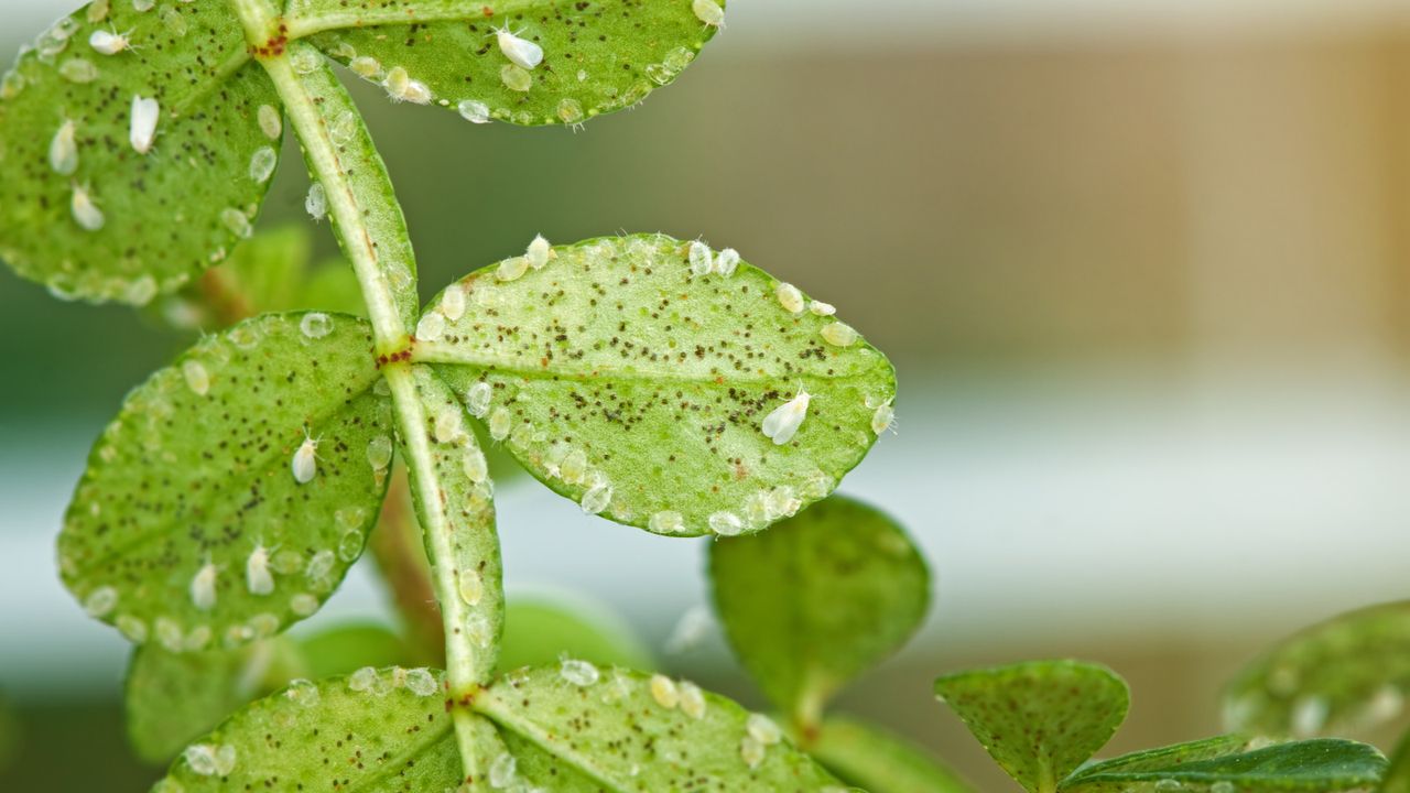 How to get rid of whiteflies on houseplants