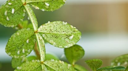 How to get rid of whiteflies on houseplants