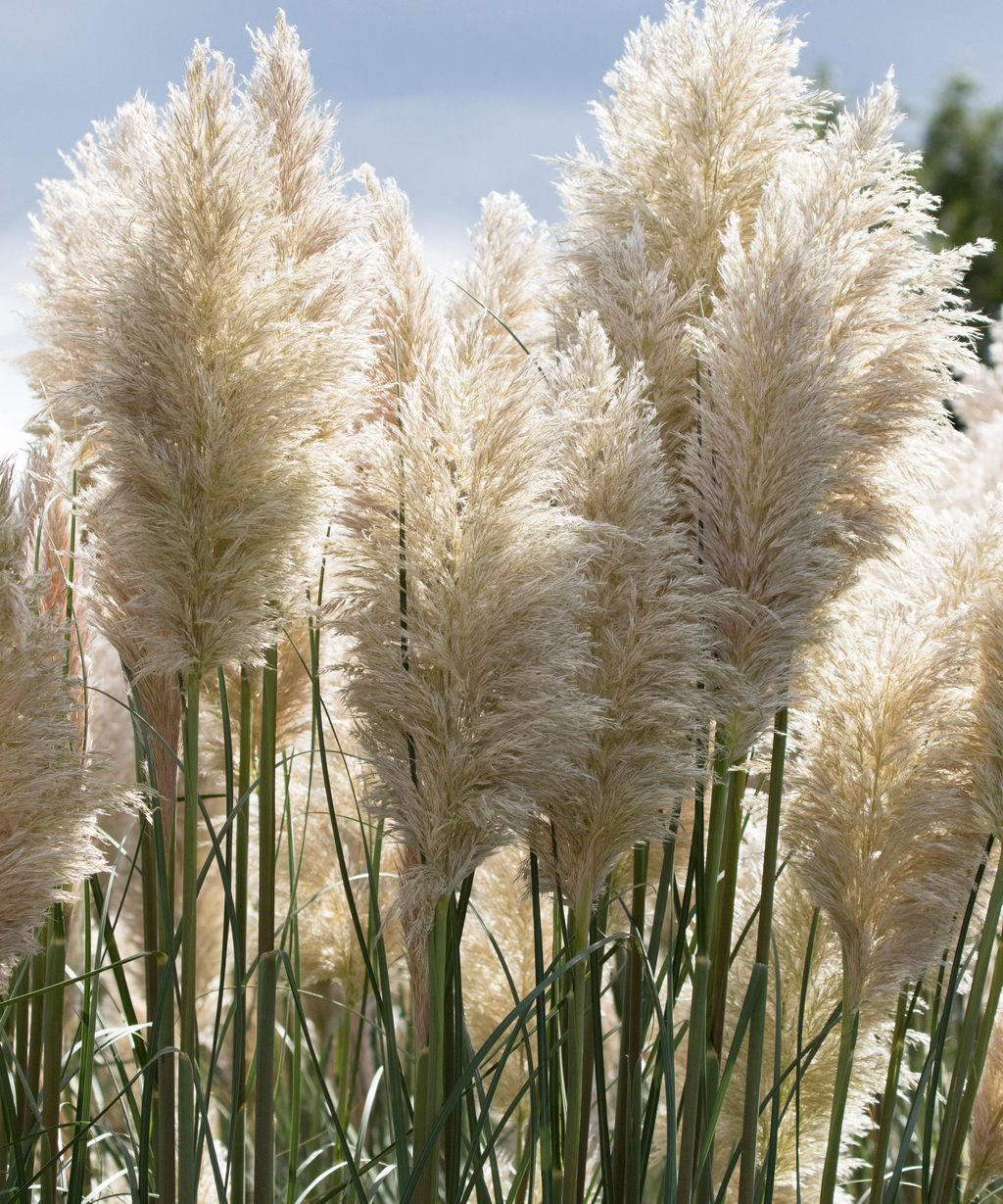 How to grow pampas grass expert advice for new colors Livingetc