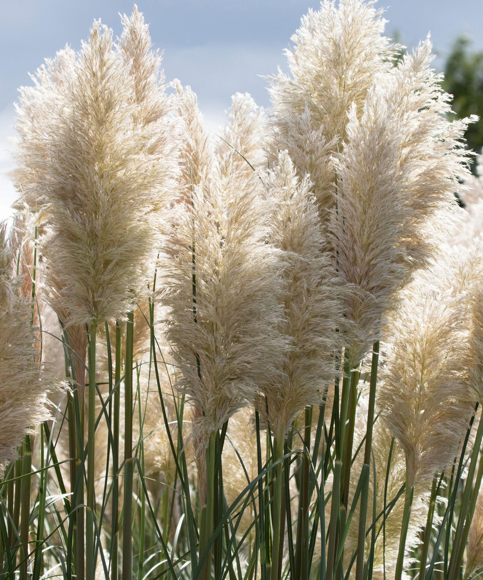 How to grow pampas grass - expert advice for new colors | Livingetc