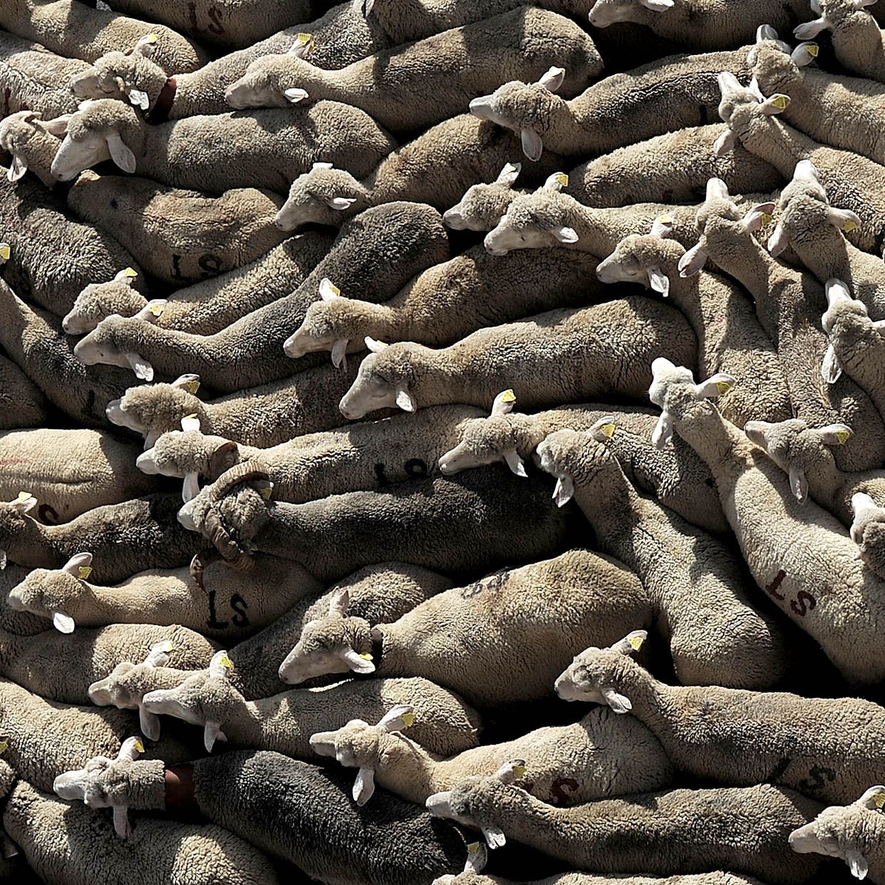 MADRID, SPAIN - OCTOBER 25:Sheep are mustered through the Spanish capital to promote the conservation of the ancient paths of migration (moving flocks from winter to summer pastures) dating b