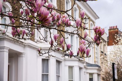 Pink magnolia in Kensington streets