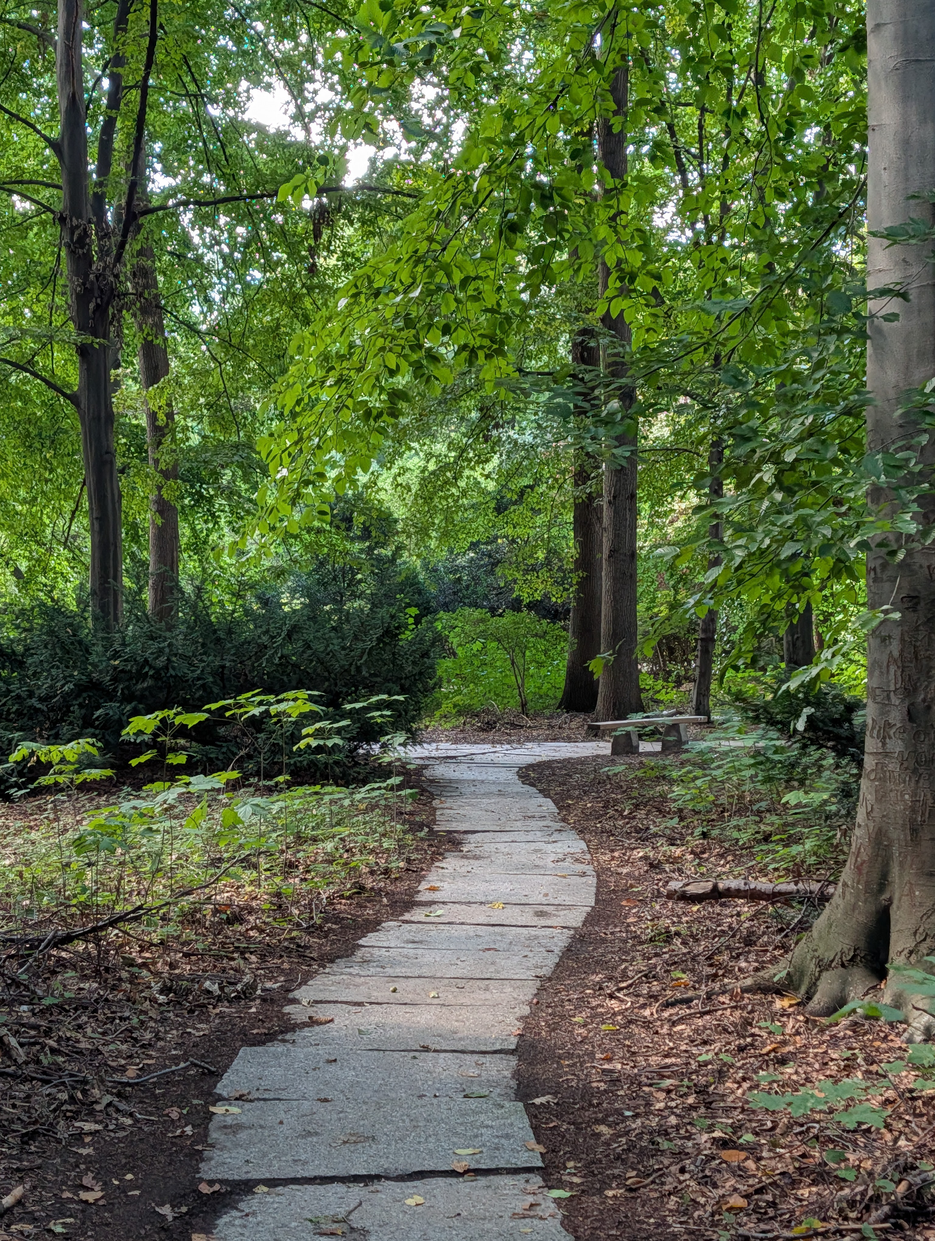 A Flagstone path through a forest