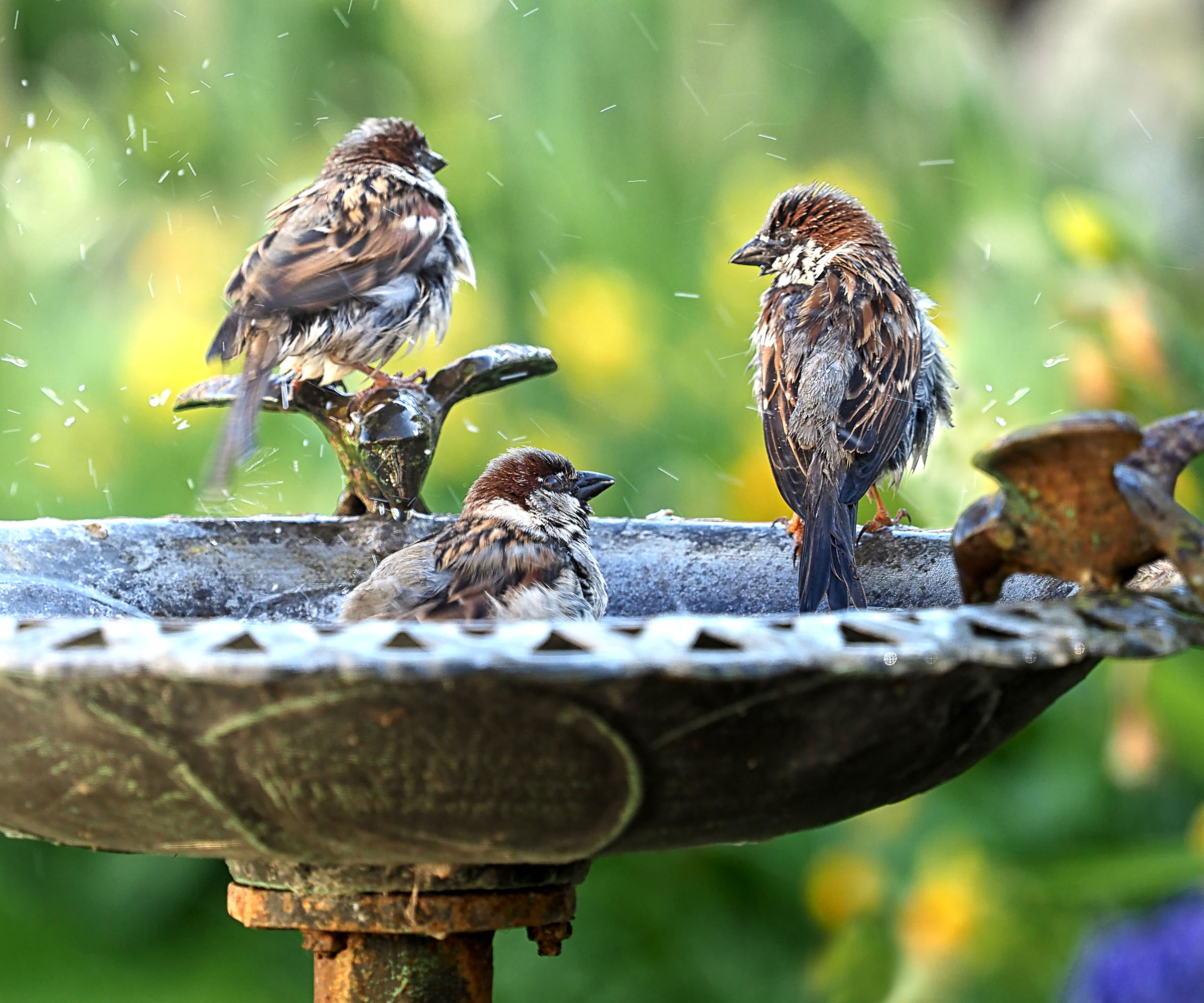 house sparrows bathing in bird bath