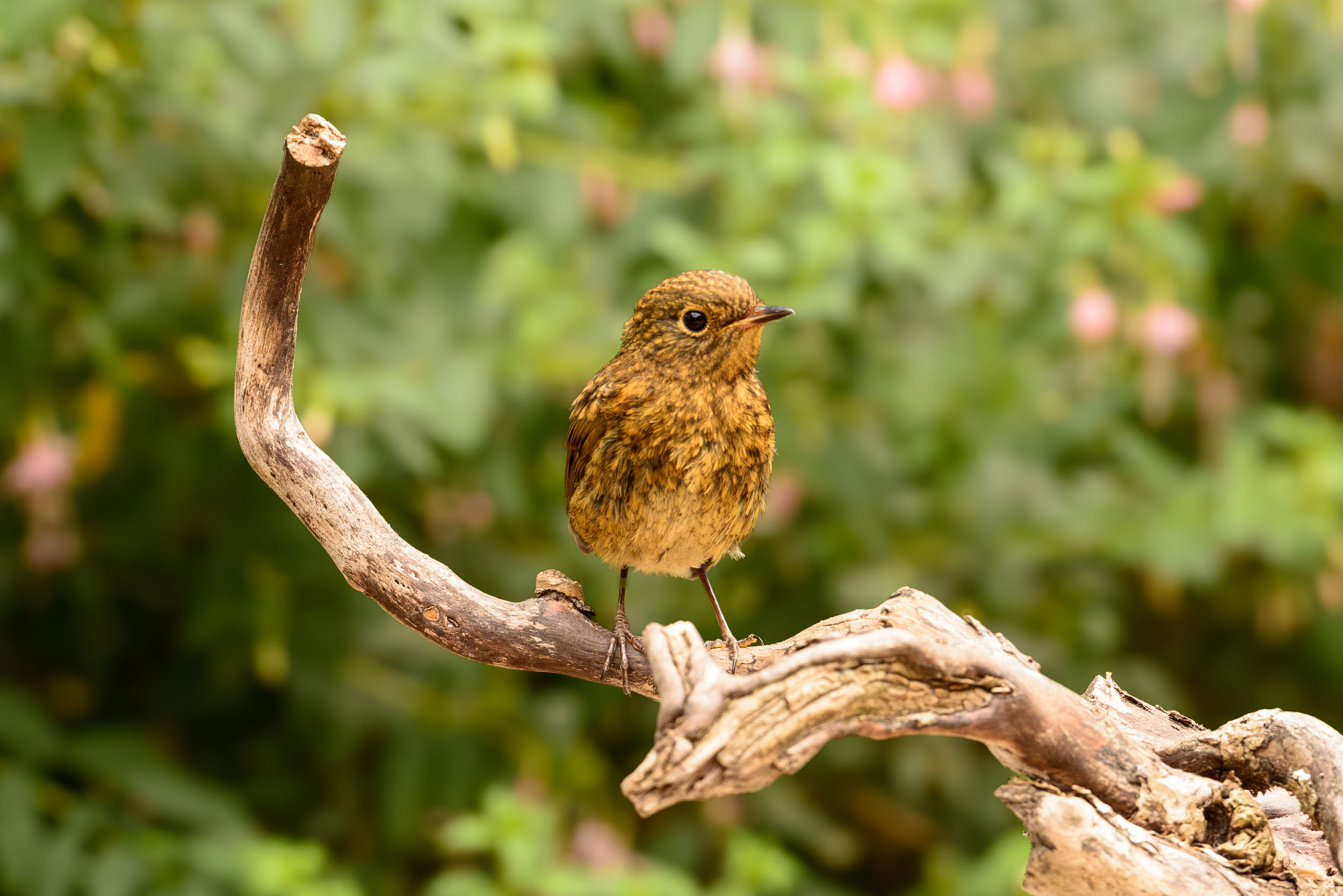 Small bird on a branch in front of foliage with pink flowers, captured with the Camtraptions Camera Trap device and a Nikon DSLR