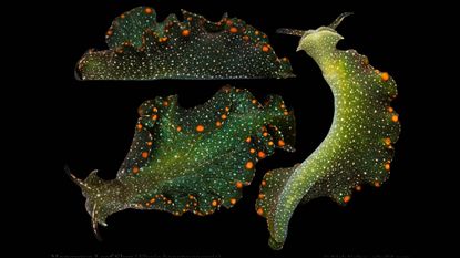 Profile, top and bottom view of a mangrove leaf slug against a black background.