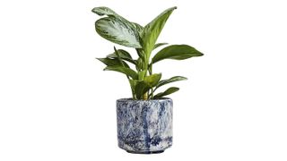 Patch Plants Anna Chinese Evergreen