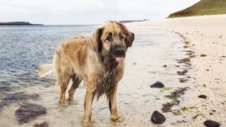 Leonberger dog on edge of the sea