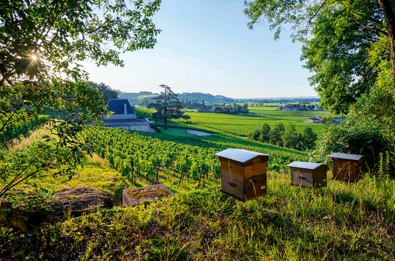 Beehives at Ch&acirc;teau Fonpl&eacute;gade;, new Bordeaux producers