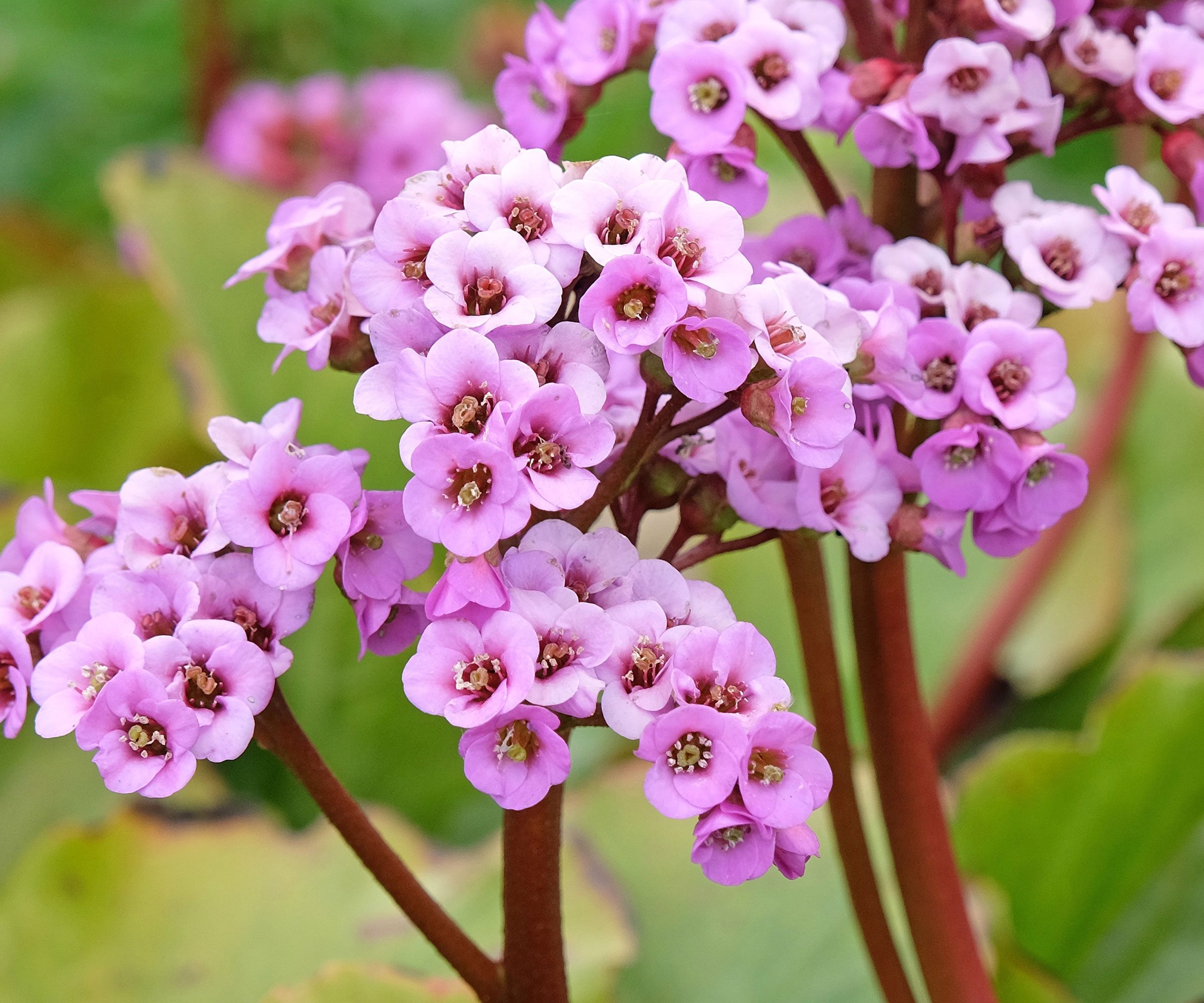 bergenia plant with purple pink flowers