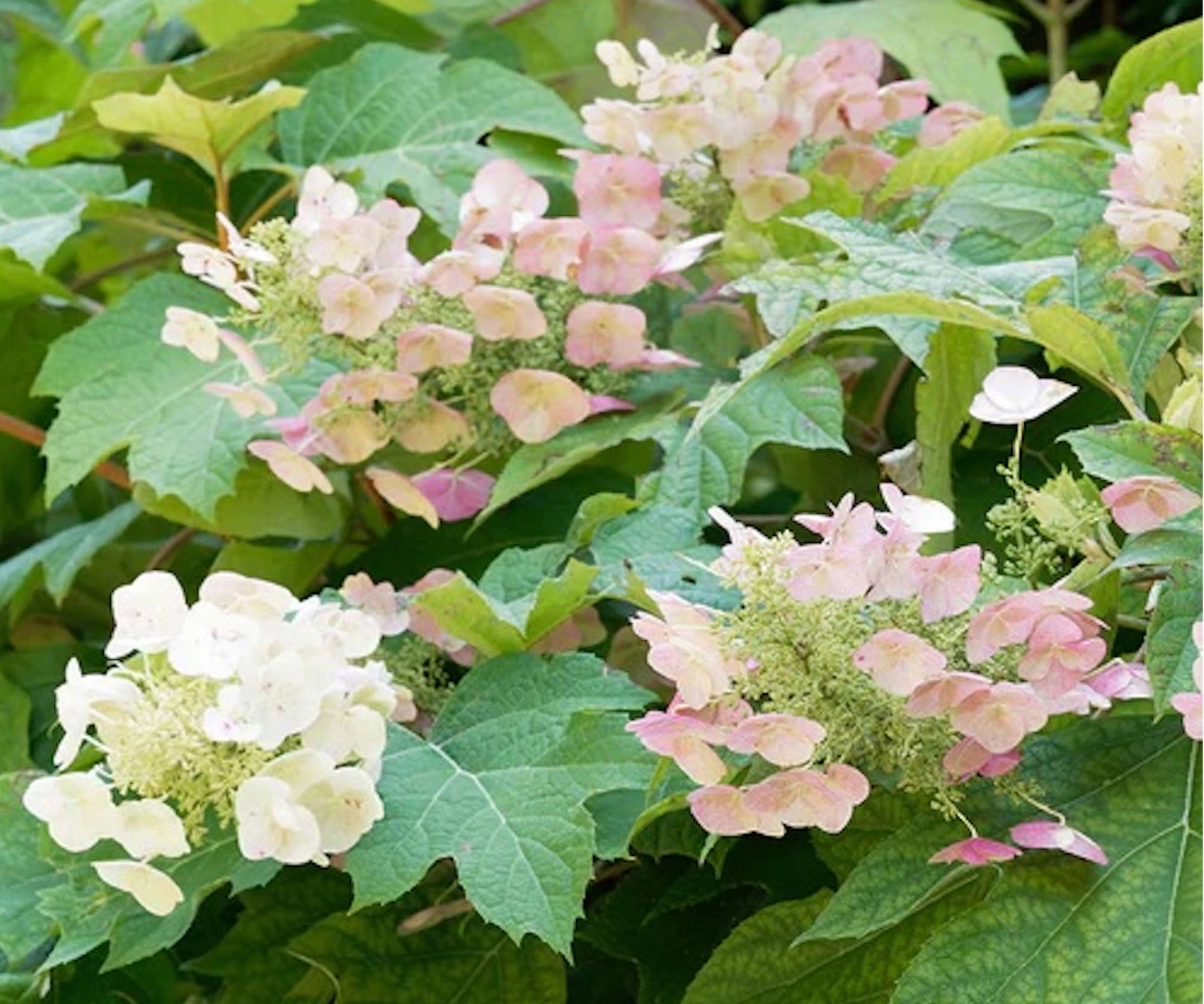 native hydrangea Alice with pinky white flowers