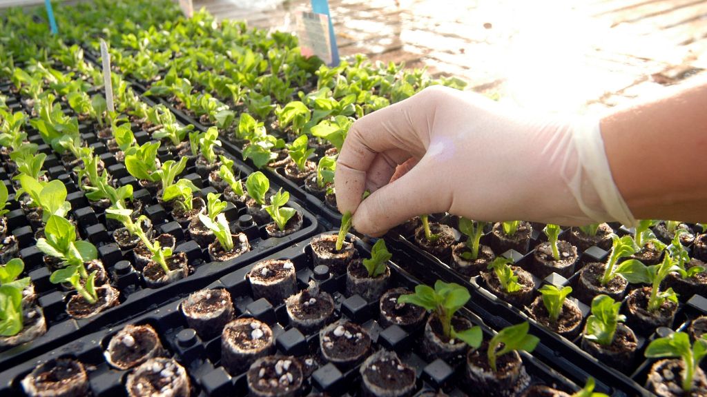 A gloved hand touching seedlings in a seed tray 