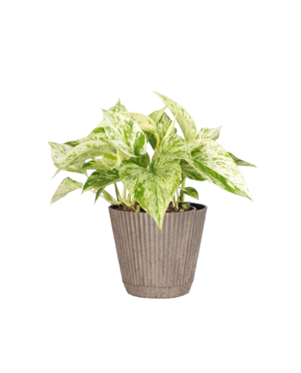 Marble Queen Pothos 